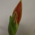 la fleur de l'amaryllis devient visible