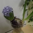 jacinthe fleurie